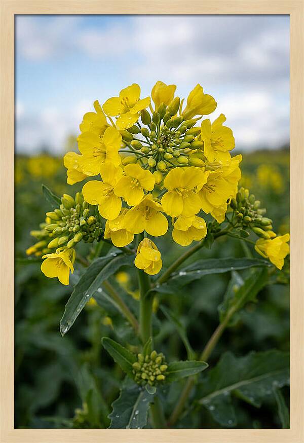 Canola Fields In Bloom
