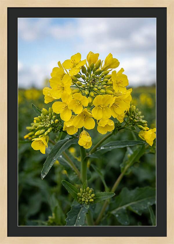 Canola Fields In Bloom
