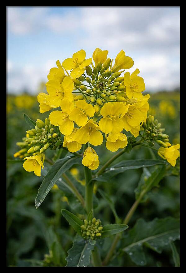 Canola Fields In Bloom