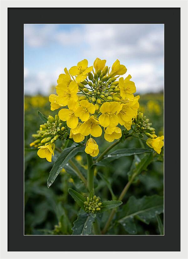 Canola Fields In Bloom