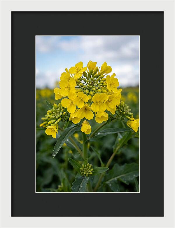 Canola Fields In Bloom