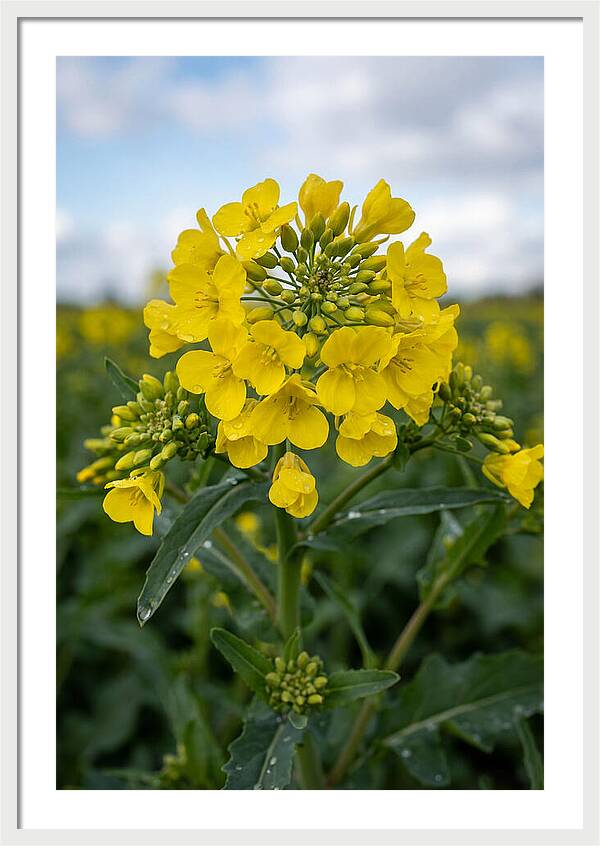 Canola Fields In Bloom