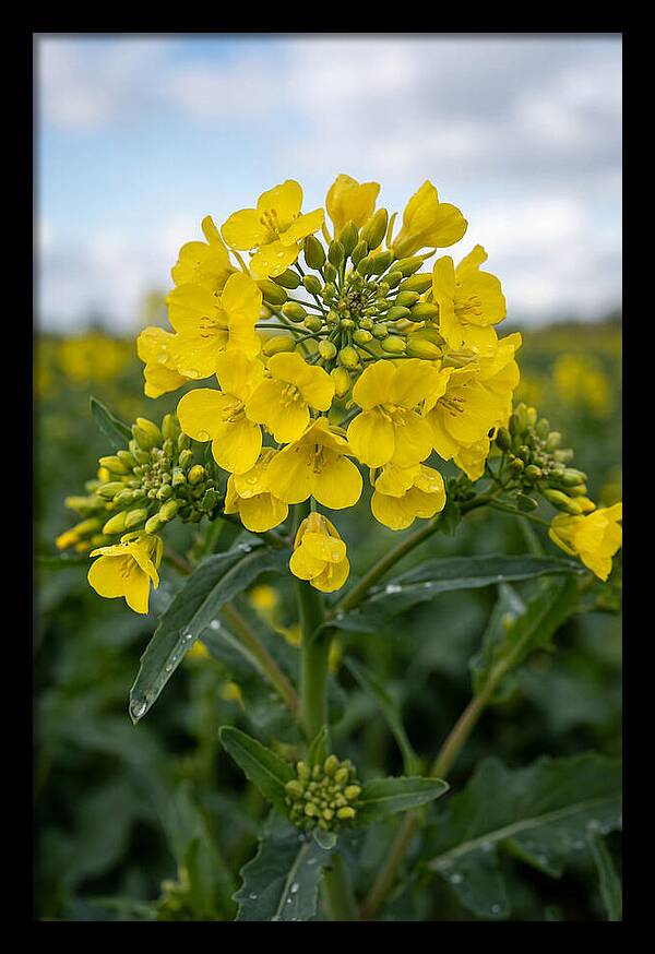 Canola Fields In Bloom