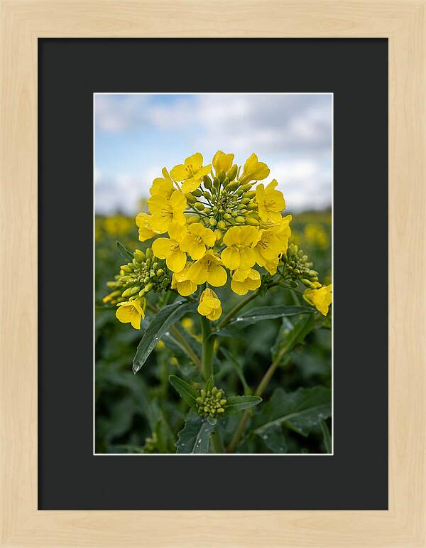 Canola Fields In Bloom