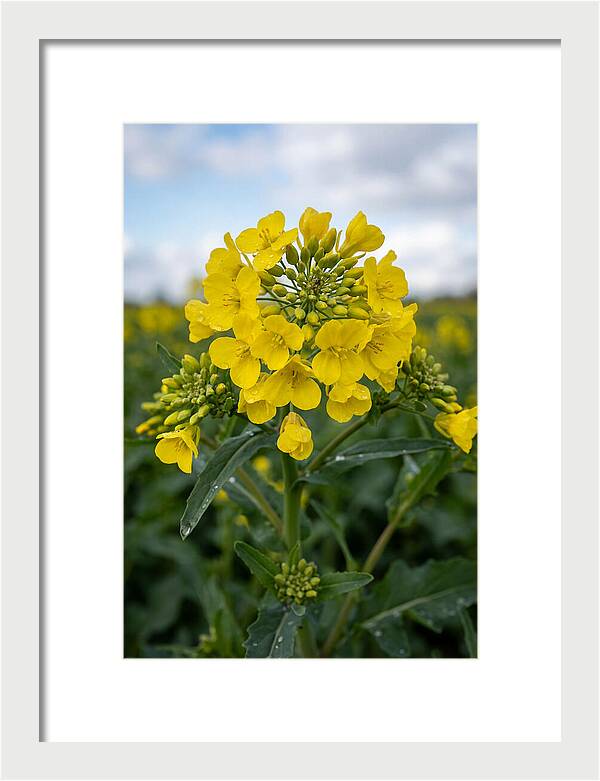 Canola Fields In Bloom