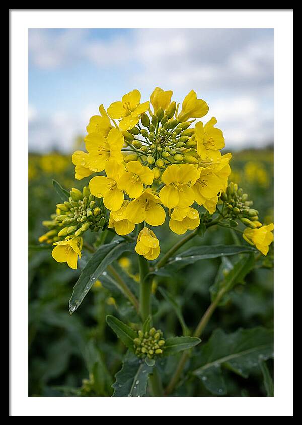 Canola Fields In Bloom