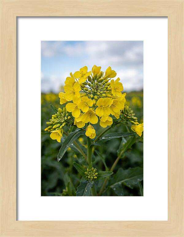 Canola Fields In Bloom
