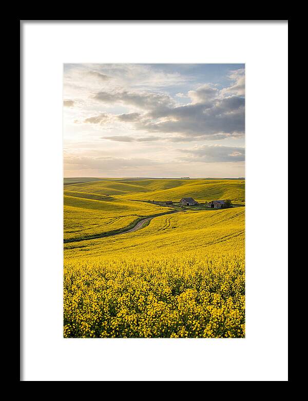 Canola Fields Under Golden Light