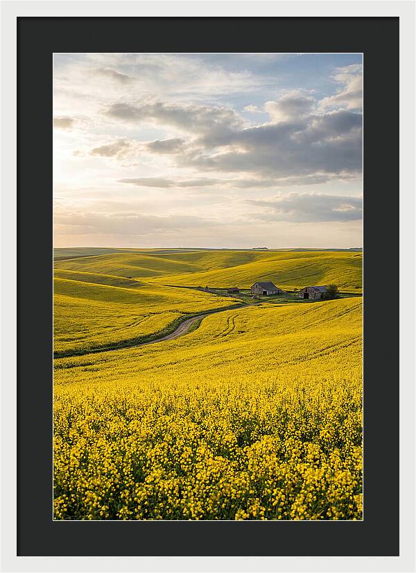 Canola Fields Under Golden Light