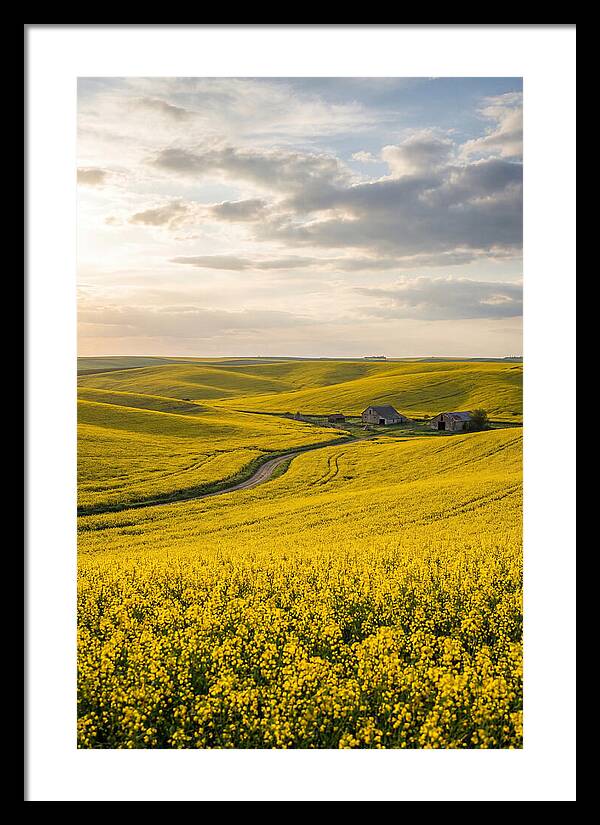 Canola Fields Under Golden Light