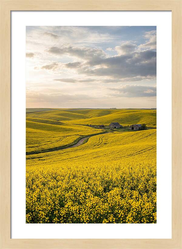 Canola Fields Under Golden Light