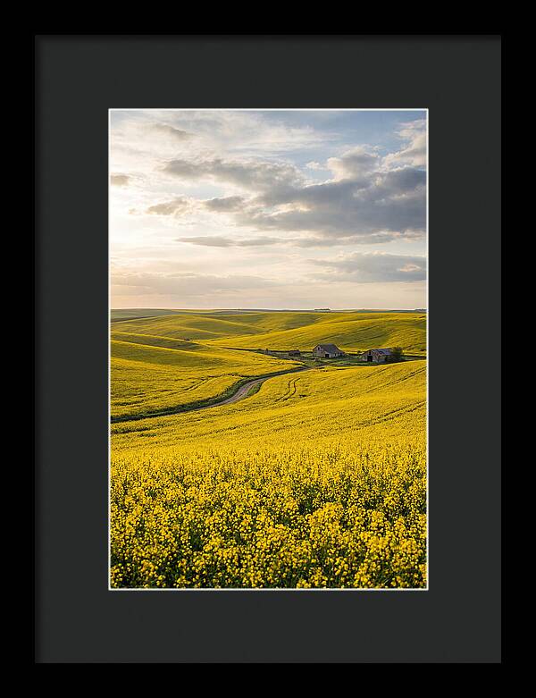 Canola Fields Under Golden Light