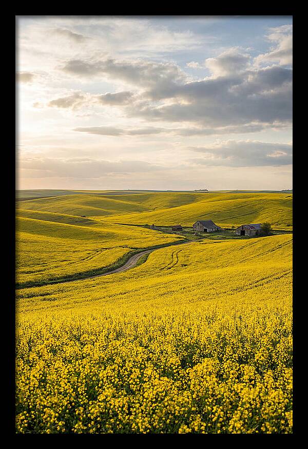 Canola Fields Under Golden Light