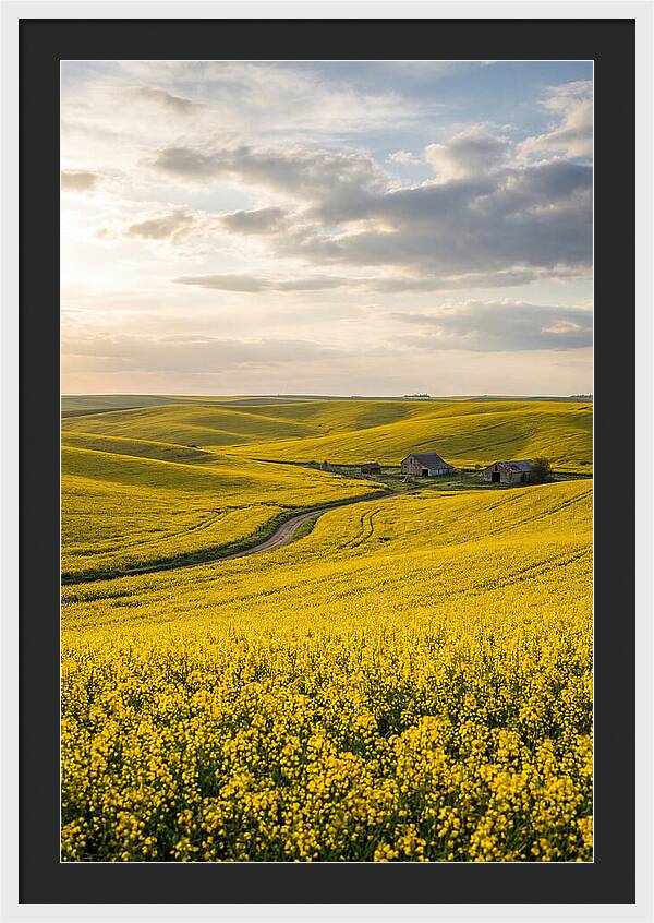 Canola Fields Under Golden Light