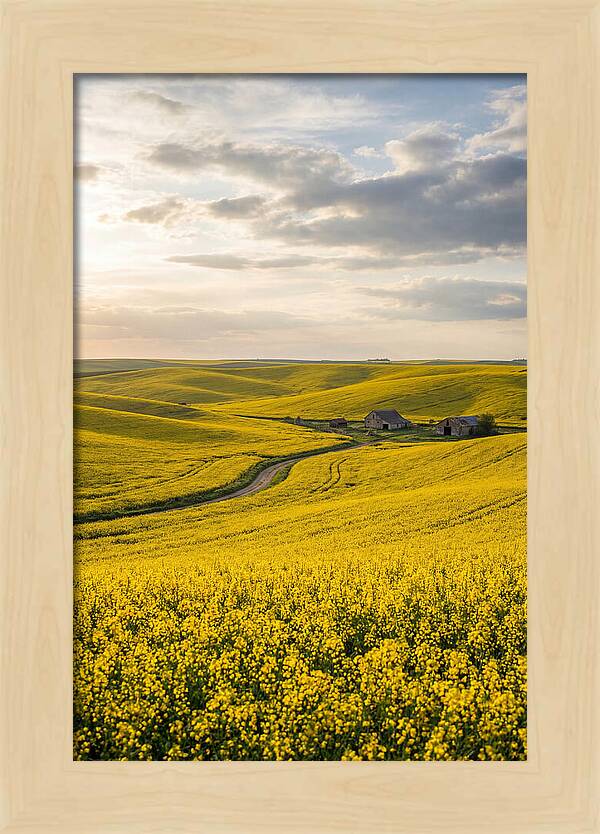 Canola Fields Under Golden Light