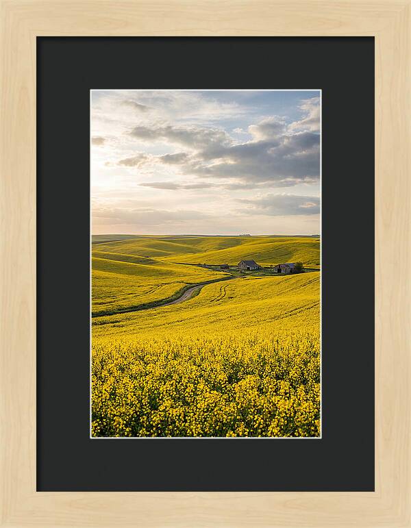 Canola Fields Under Golden Light