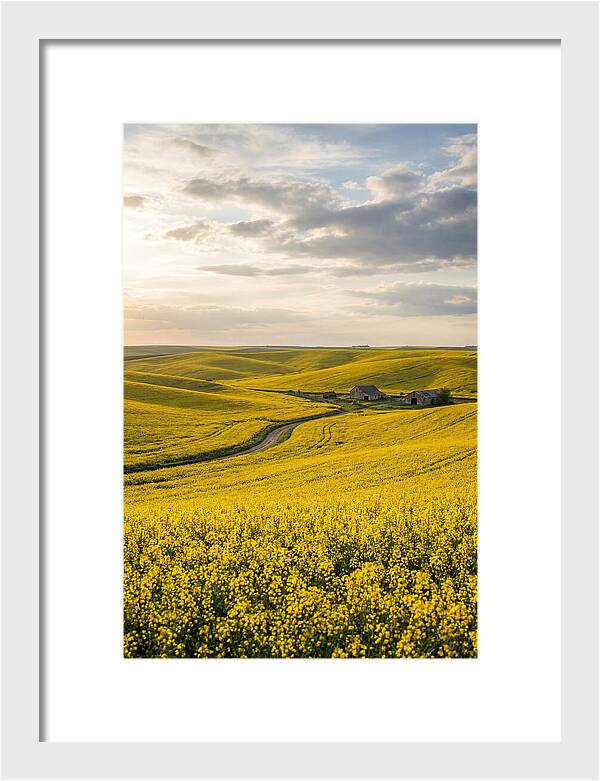 Canola Fields Under Golden Light