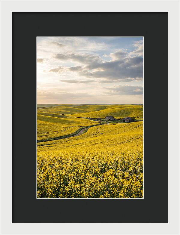 Canola Fields Under Golden Light
