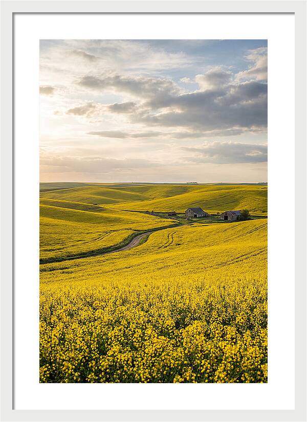 Canola Fields Under Golden Light