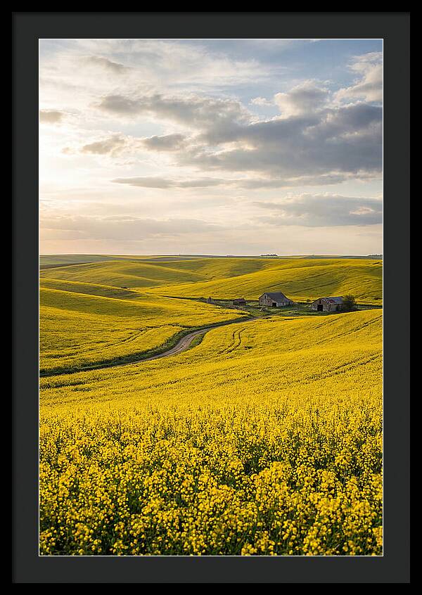 Canola Fields Under Golden Light