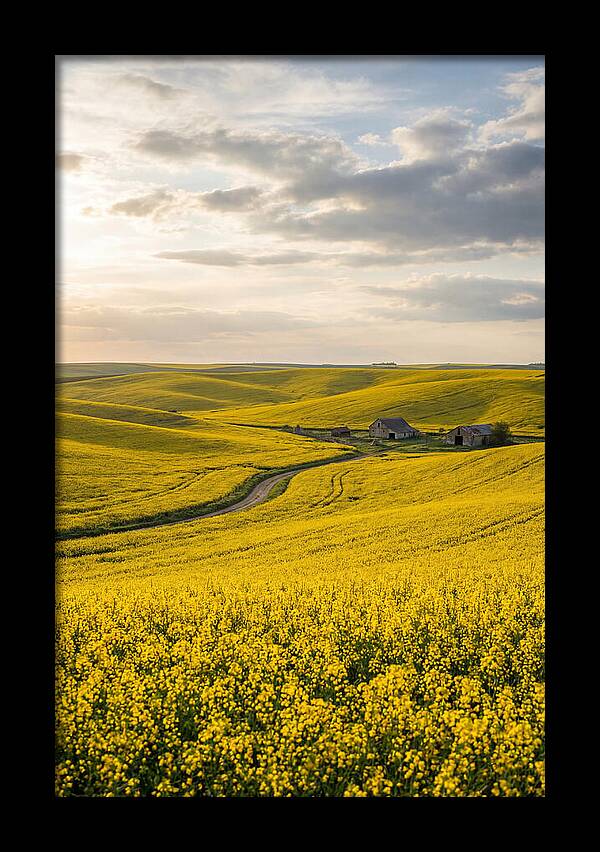 Canola Fields Under Golden Light