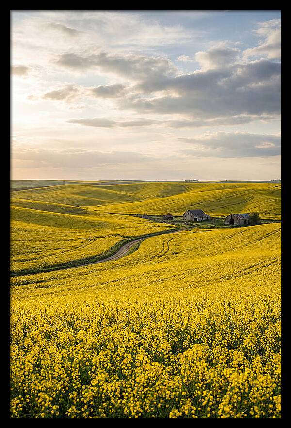 Canola Fields Under Golden Light