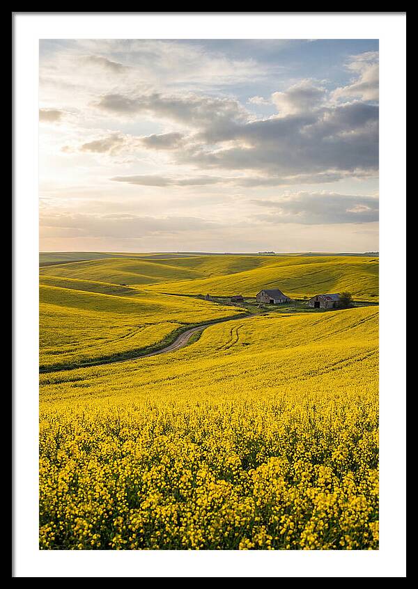 Canola Fields Under Golden Light