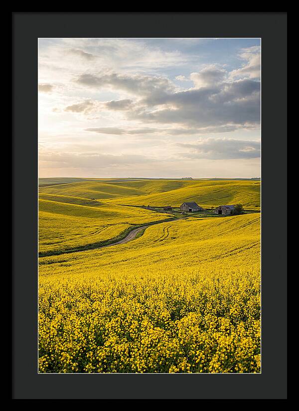Canola Fields Under Golden Light