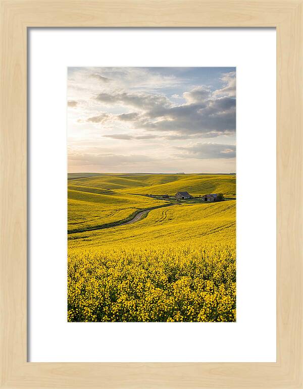 Canola Fields Under Golden Light