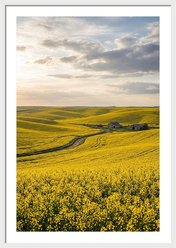 Canola Fields Under Golden Light