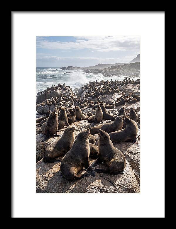 Cape Fur Seal Colony