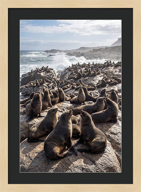 Cape Fur Seal Colony