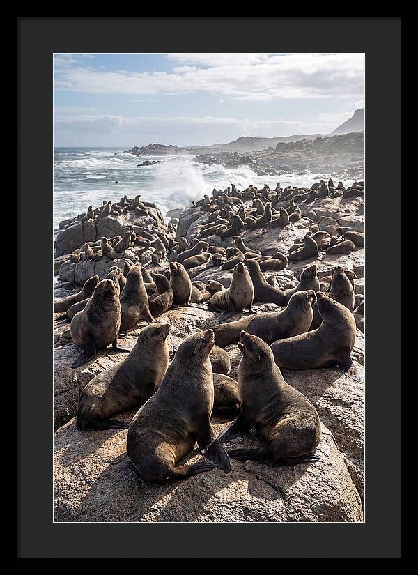 Cape Fur Seal Colony