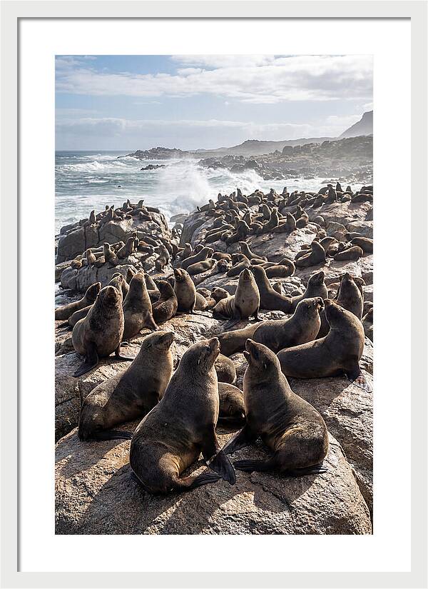 Cape Fur Seal Colony