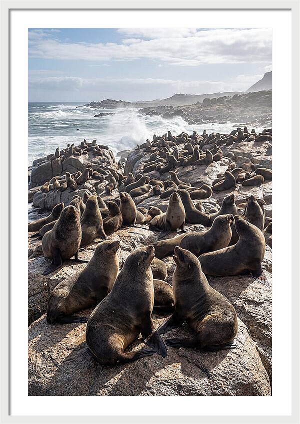 Cape Fur Seal Colony