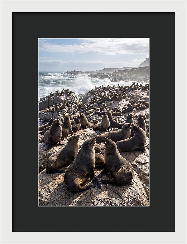 Cape Fur Seal Colony