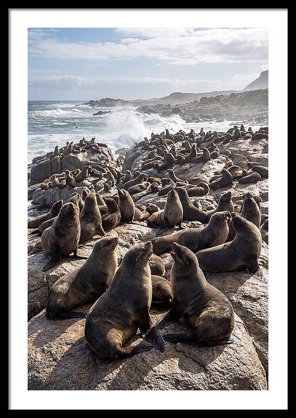 Cape Fur Seal Colony