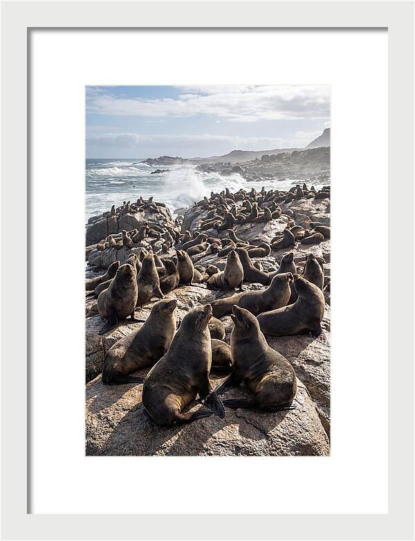 Cape Fur Seal Colony
