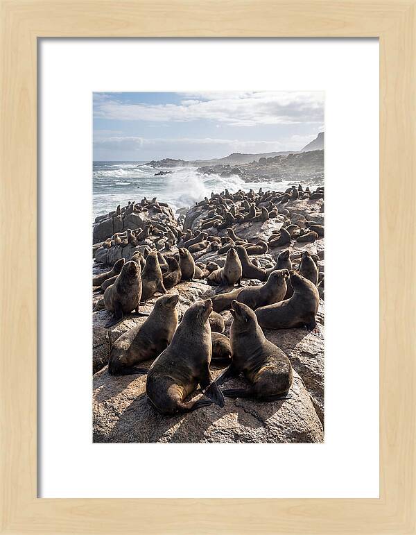 Cape Fur Seal Colony