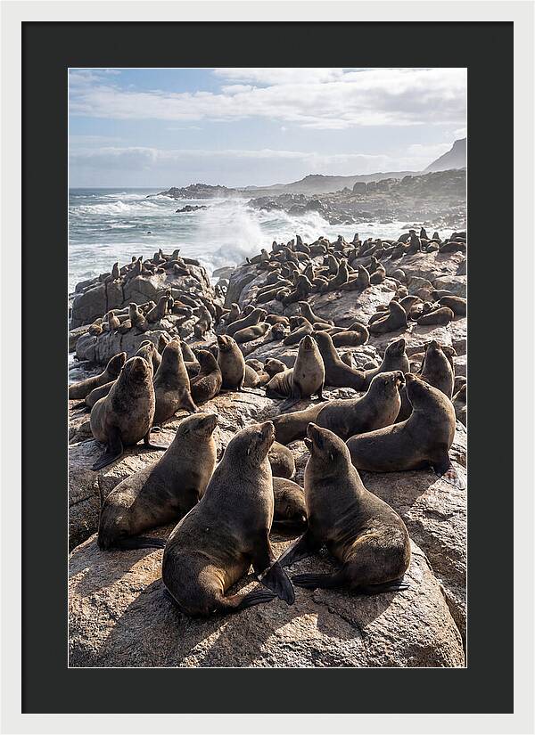 Cape Fur Seal Colony
