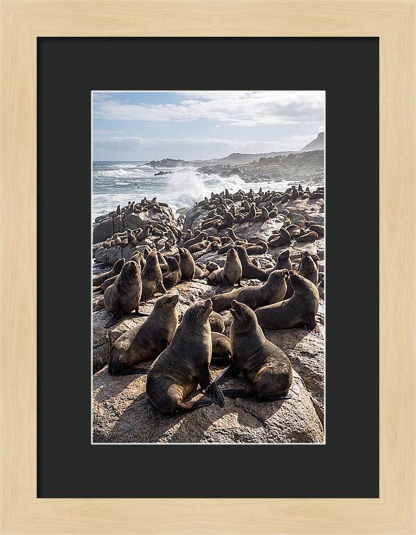 Cape Fur Seal Colony