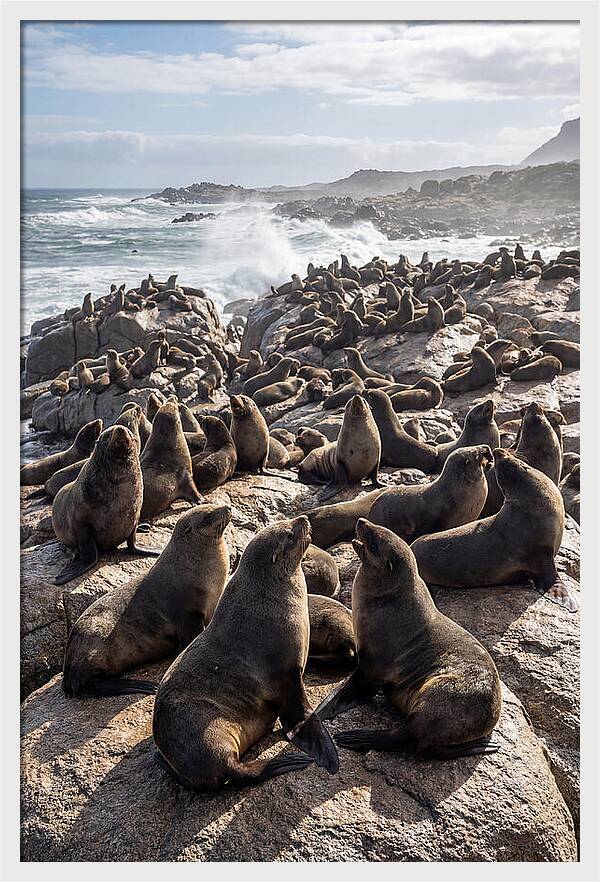 Cape Fur Seal Colony