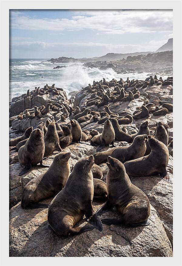 Cape Fur Seal Colony