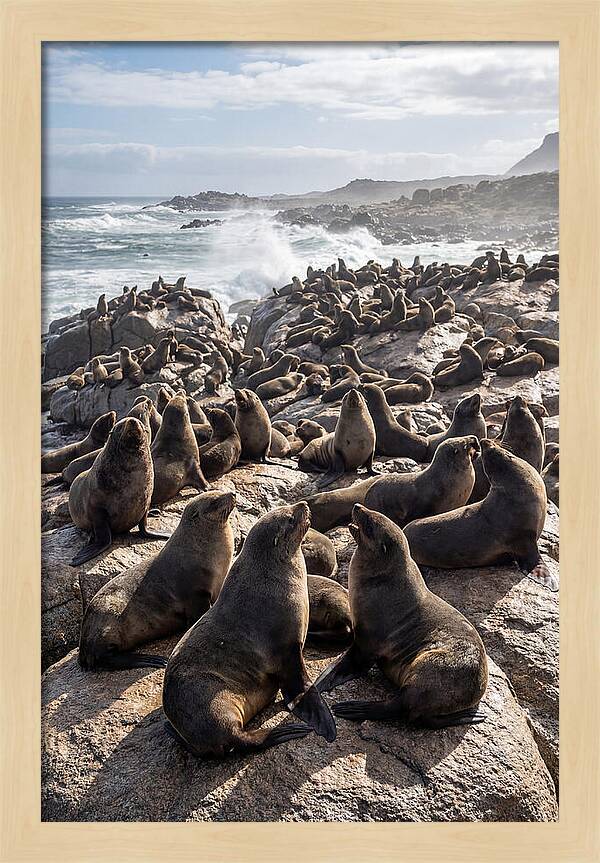 Cape Fur Seal Colony