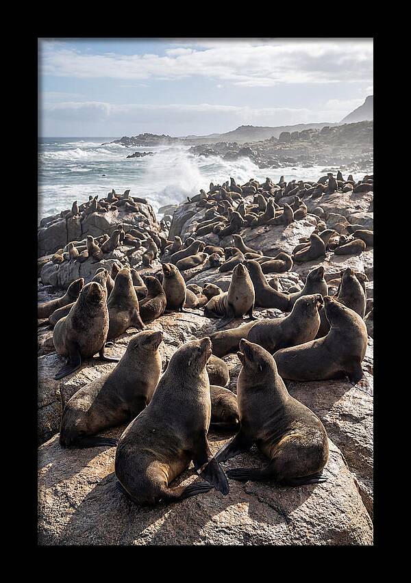 Cape Fur Seal Colony