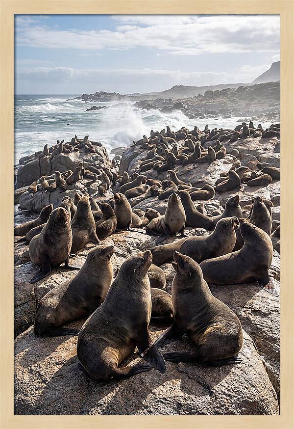 Cape Fur Seal Colony