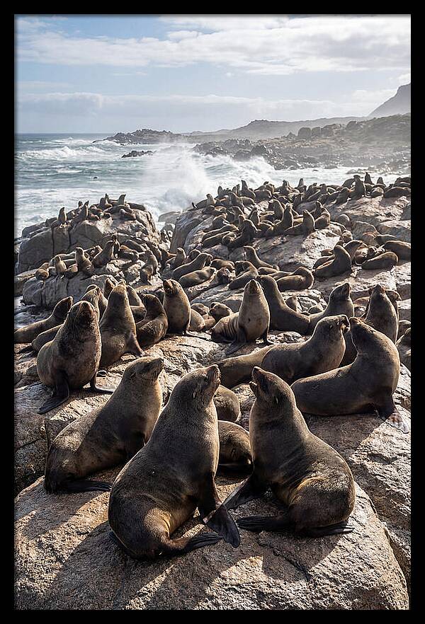 Cape Fur Seal Colony