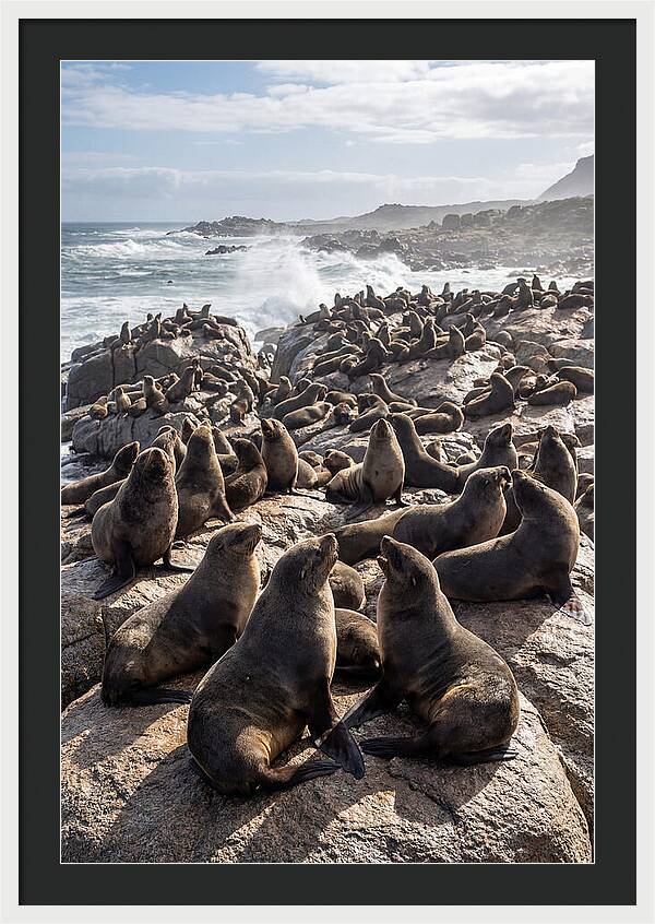 Cape Fur Seal Colony