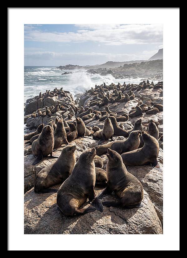 Cape Fur Seal Colony