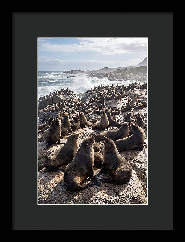 Cape Fur Seal Colony